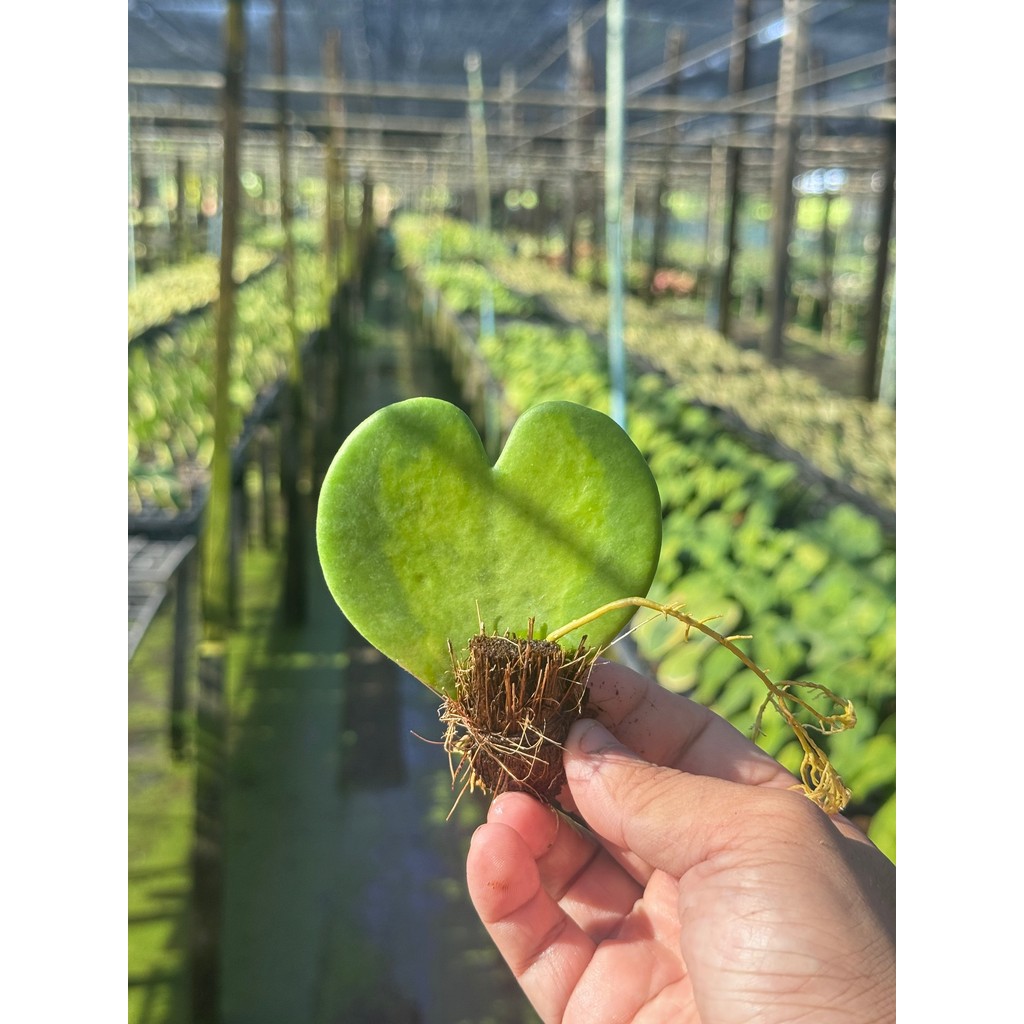 มุมมอง 4