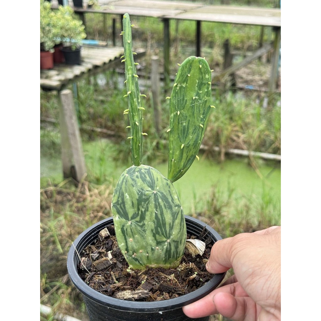 มุมมอง 3