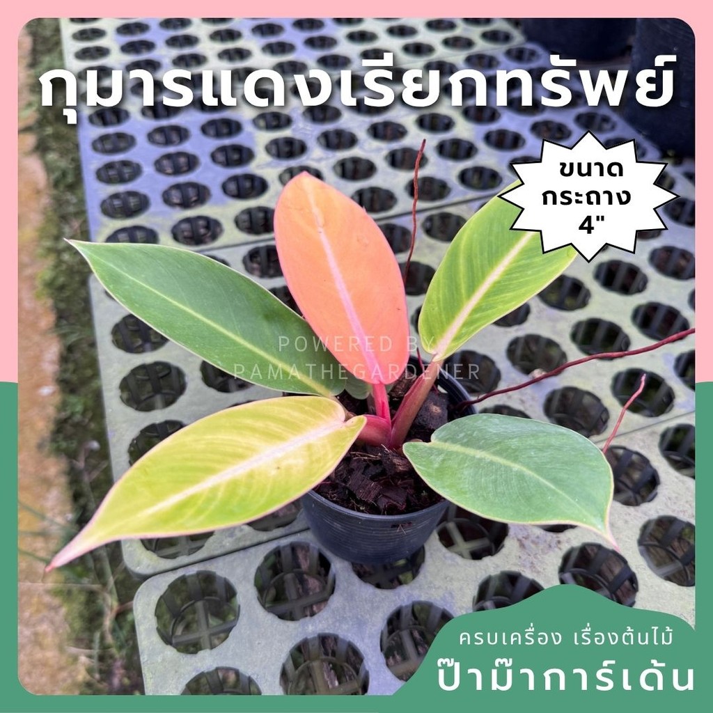 กุมารแดงเรียกทรัพย์ 4 นิ้ว