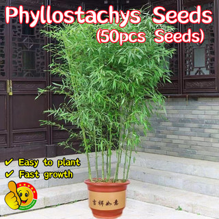 100% Original 50pcs Seeds Moso Bamboo Seeds Phyllostachys Seed for Planting Evergreen In All Seasons Phyllostachys Plant