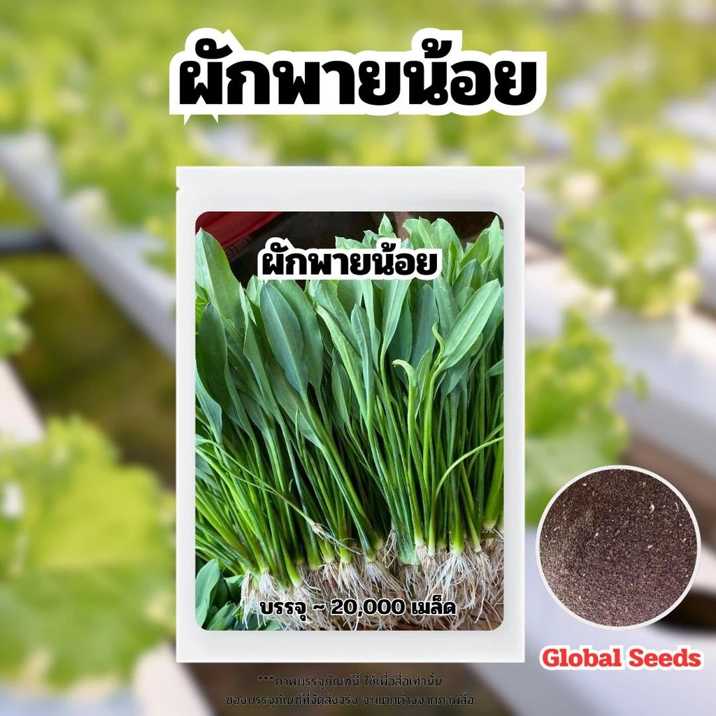 เมล็ดผักพายน้อย บรรรจุ 20,000 เมล็ด พร้อมคู่มือปลูก
