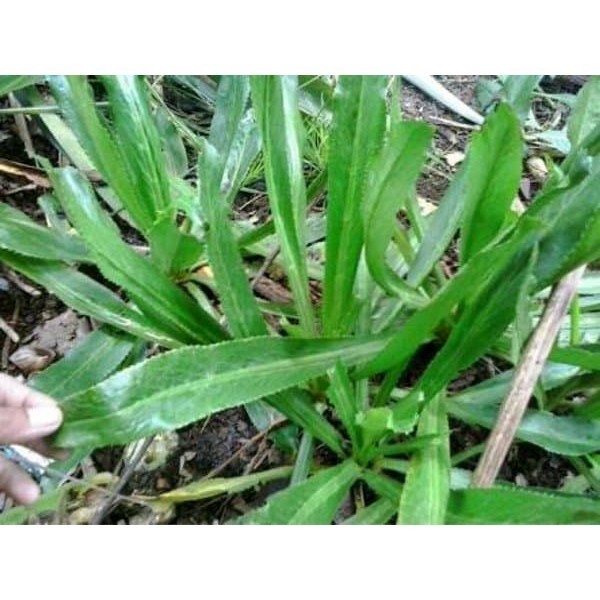 AZ Daun Walang Sangit Fresh เหยื่อตกปลาและสมุนไพร 500 กรัม