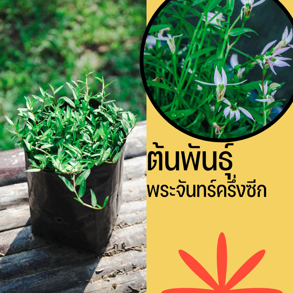 พระจันทร์ครึ่งซีก  สำหรับนำไปปลูกต่อ – โปรปัง