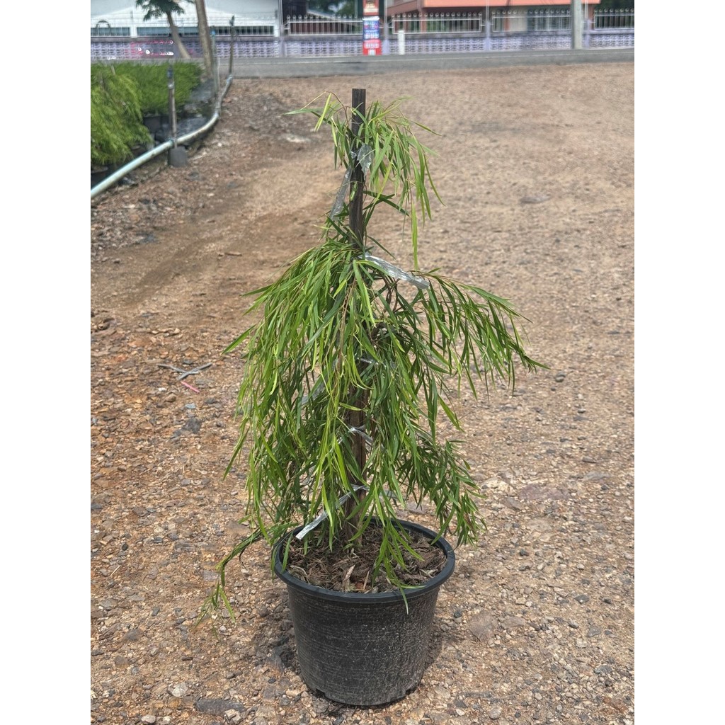 มุมมอง 6