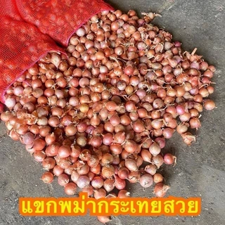 หอมแขกพม่า ไซส์กระเทย น้ำหนัก 2 กิโลกรัม