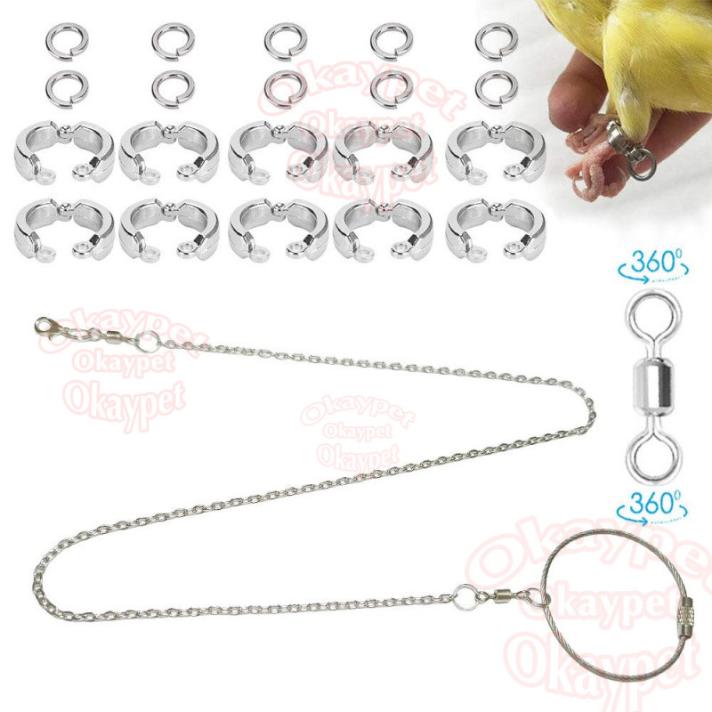 โซ่คล้องขานกสแตนเลส พร้อมห่วงขานกห่วงขานกแก้ว สายยืดคล้องขานก ห่วงเปิดนก นกแก้ว ฟอพัส หงษ์หยก เลิฟเบิร์