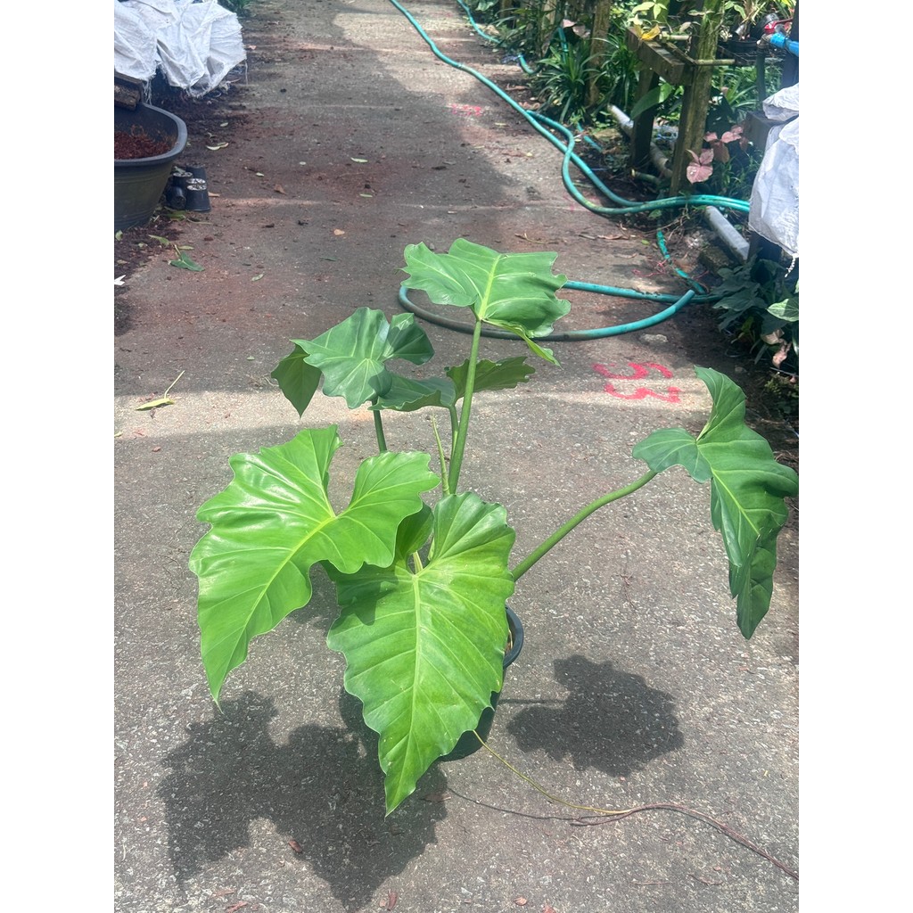 มุมมอง 5