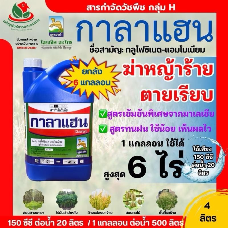 กาลาแฮน ยกลัง 6 แกลลอน [ทนฝน แท้100%] อูฐทองคำ 4 ลิตรกลูโฟซิเนตแอมโมเนียมพรีเมียม เกรดมาเลเซีย  ใช้น้อย เห็นผลชัวร์ กำจั