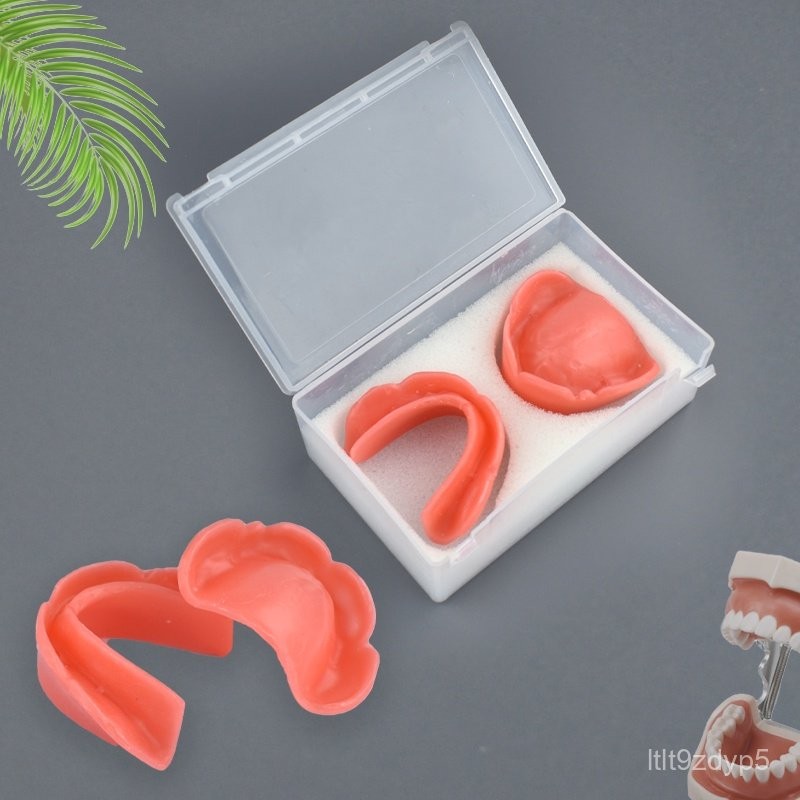 Dental Model Student Learning Model Wax Embankment Model Soft Jaw Teaching Model