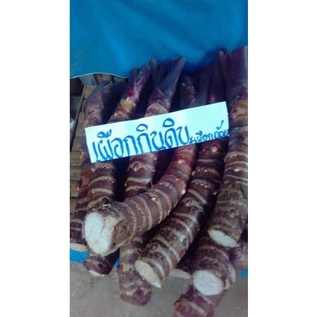 ้ต้นพันธุ์เผือกอ้อย ต้นเผือกกินดิบ หรือต้นเผือกงาช้าง รูปที่ 3
