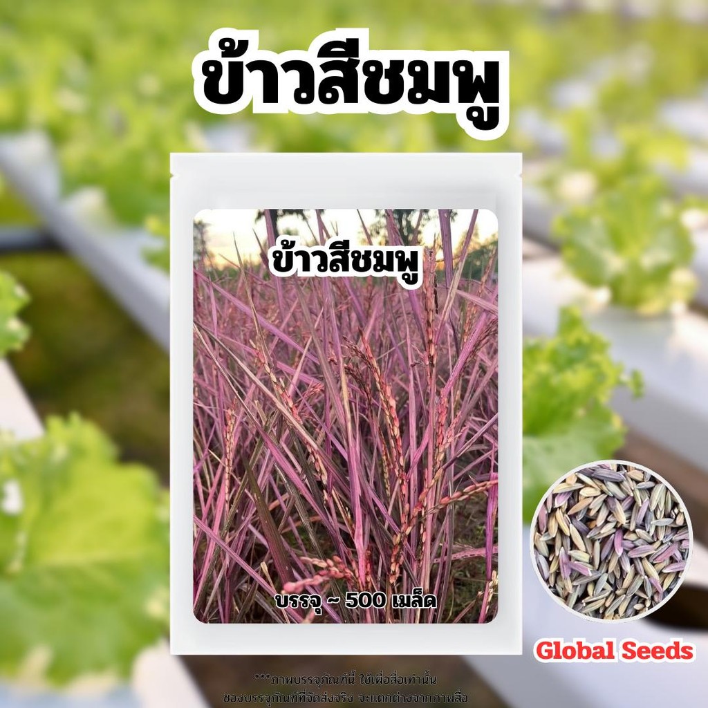 เมล็ดพันธ์ุ ข้าวสีชมพู จำนวน 500 เมล็ด