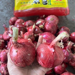 หอมแขกจีน ไซส์ 5-7 เซน ใส่ยำ กลม สวย คัดพิเศษ  น้ำหนัก 2 กิโ…