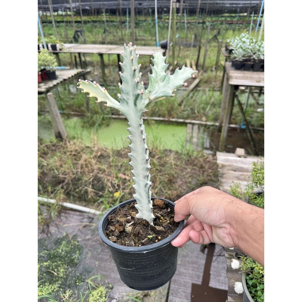 มุมมอง 3