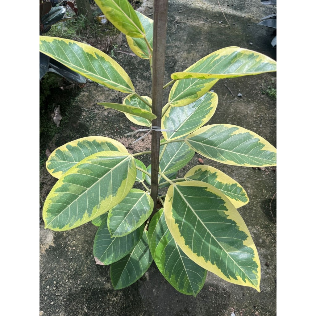 มุมมอง 4