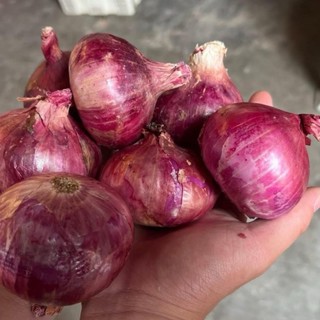 หอมแขกจีน ไซส์ 5-7 เซน ใส่ยำ กลม สวย คัดพิเศษ  น้ำหนัก 500 ก…