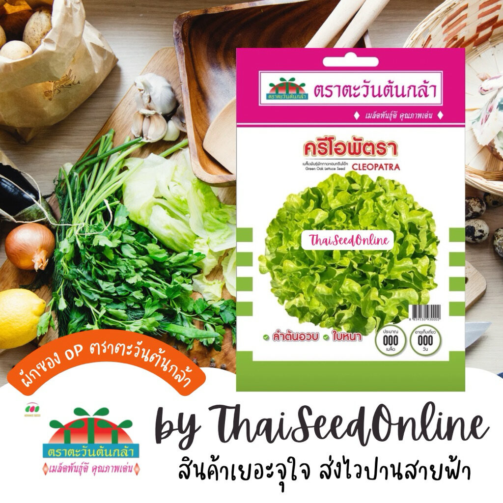 Advance Seeds(ตราตะวันต้นกล้า) ADVOP ซฟ เมล็ดพันธุ์ ผักกาดหอม กรีนโอ๊ค คลีโอพัตรา ตราตะวันต้นกล้า