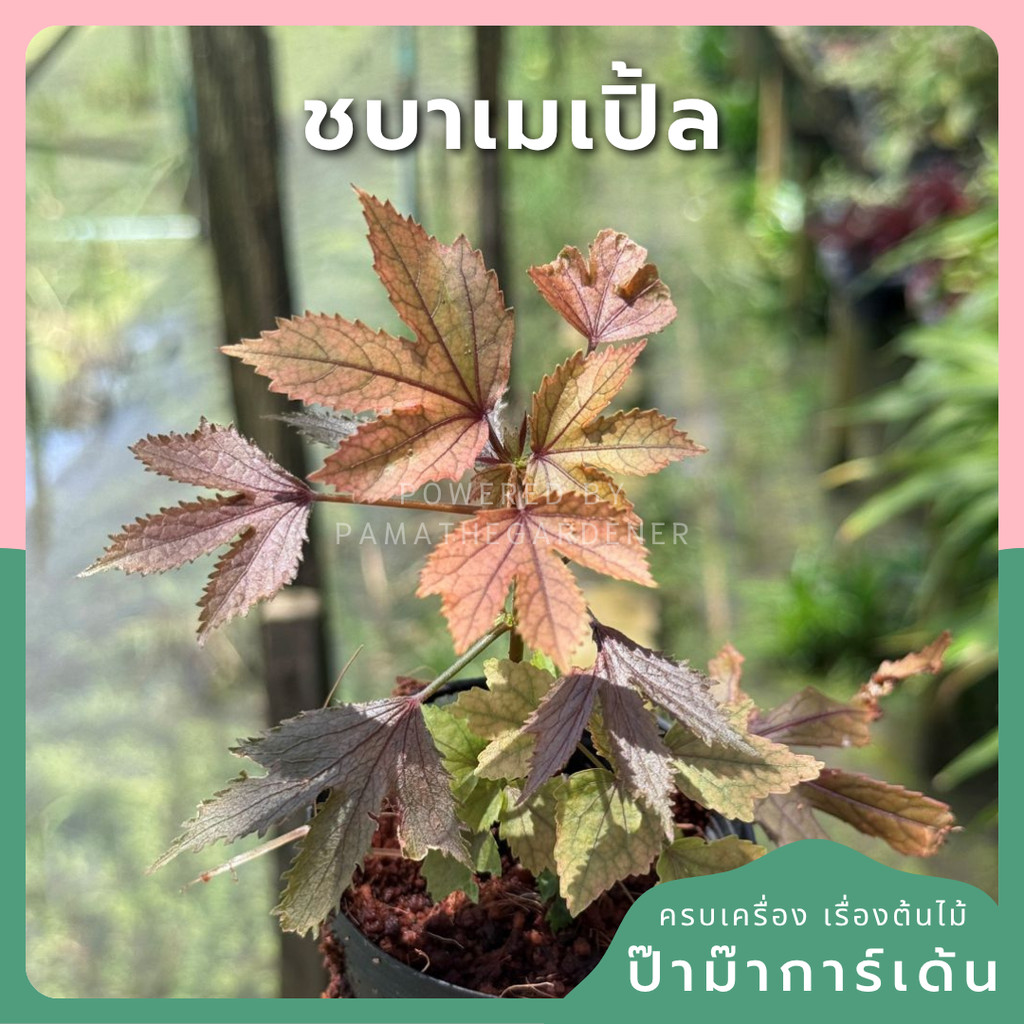 ชบาเมเปิ้ล พร้อมกระถาง 3- 11 นิ้ว