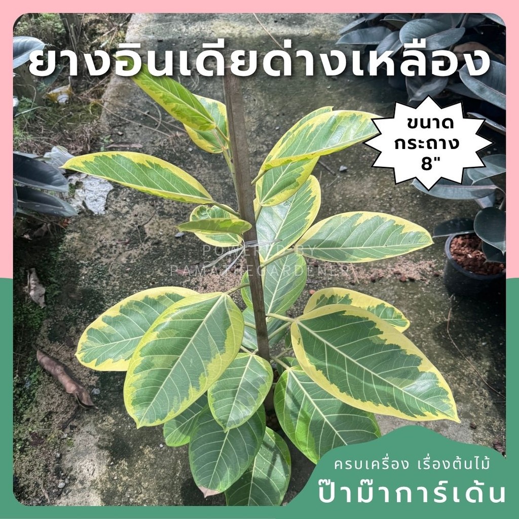 ยางอินเดียด่างเหลือง 8 นิ้ว