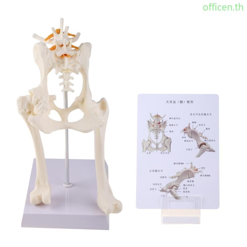 Cen Dog Canine Lumbar Hip Joint with Femur Model Aid สอน Anatomy Skeleton Display Study Research