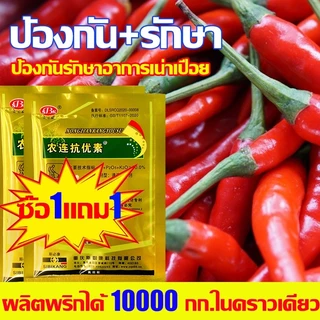 CODป้องกันโรคพริกเน่า วัคซีนพืช พริกเน่า ปรับปรุงพริก ใช้ป้องกันโรคเน่า โรคกุ้งแห้ง ผลเน่า โคนเน่า ใบหยิก ใบเหลือง