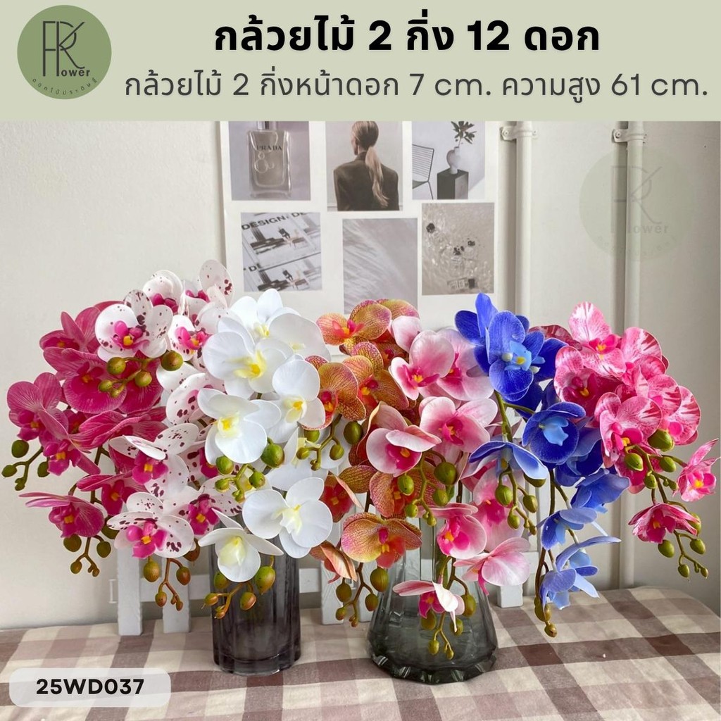กล้วยไม้ 2 กิ่ง 12 ดอก หน้าดอก 7 cm. ความสูง 61 cm.