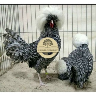 TELUR AYAM HIAS POLAND BULU WALIK / BULU ORI untuk di tetaskan KURNIA PRATAMA GROUP