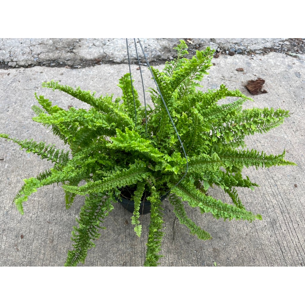 มุมมอง 3