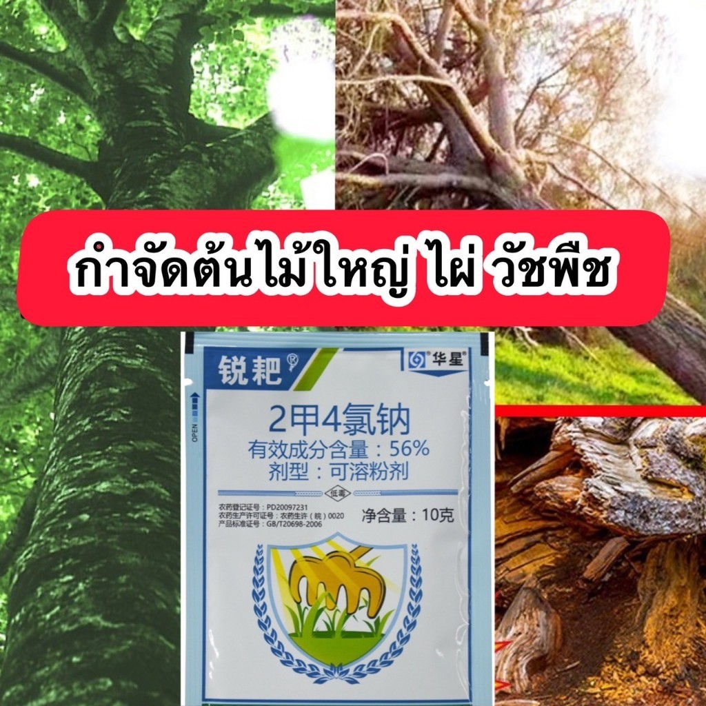 ผงกำจัดกอไผ่ กำจัดวัชพืช ต้นไม้ใหญ่ กอไผ่ สารกำจัดกอไผ่ ตายยันราก คืนเดียงรากเน่า รากไม่งอกขึ้นใหม่อีก ใช้ง่ายแค่โรยให้ท