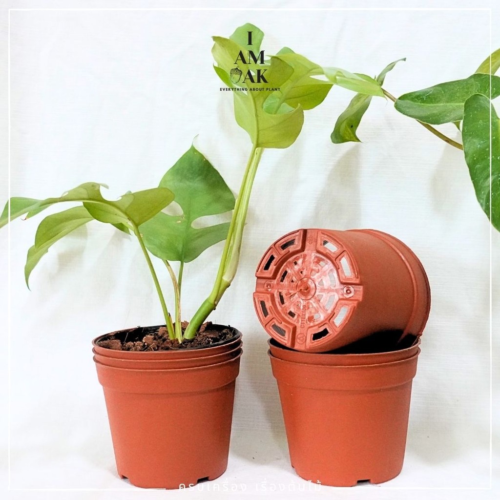 มุมมอง 2