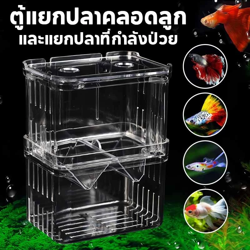 ตู้แยกปลาคลอดลูก 2 ช่อง กล่องแยกปลาป่วย