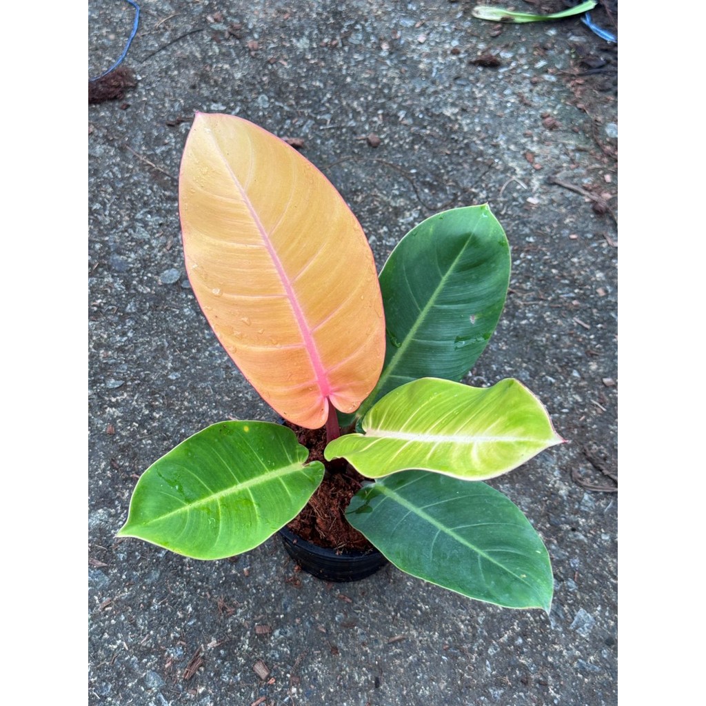 มุมมอง 4