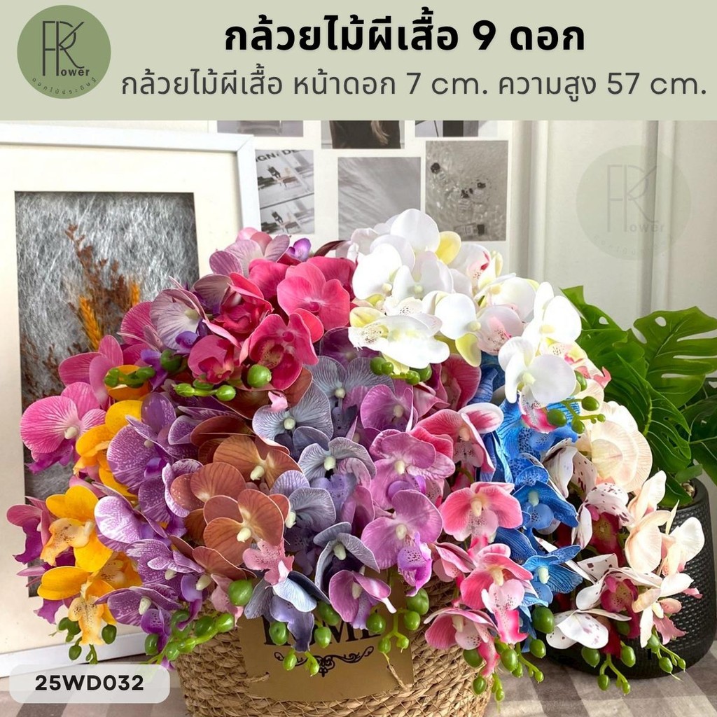 กล้วยไม้ผีเสื้อ 9 ดอก หน้าดอก 7 cm. ความสูง 57 cm.
