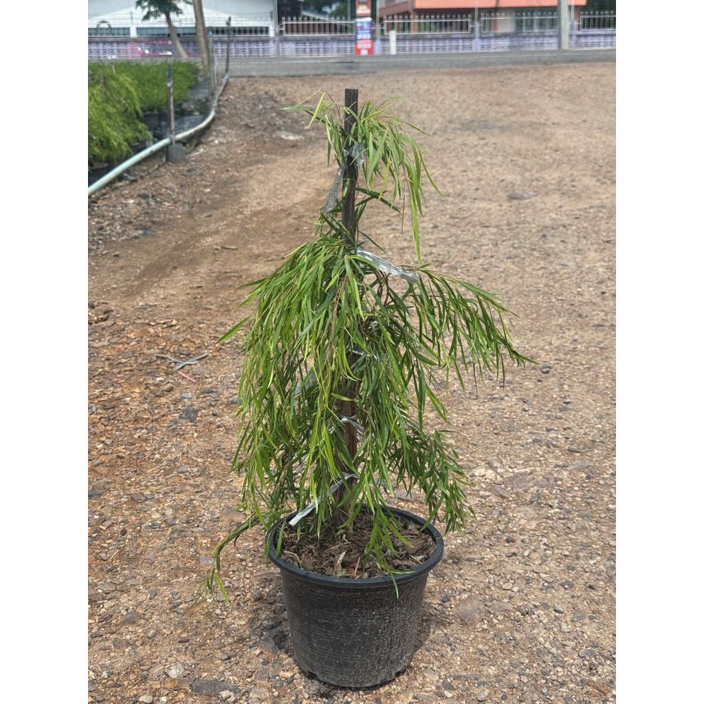 มุมมอง 5