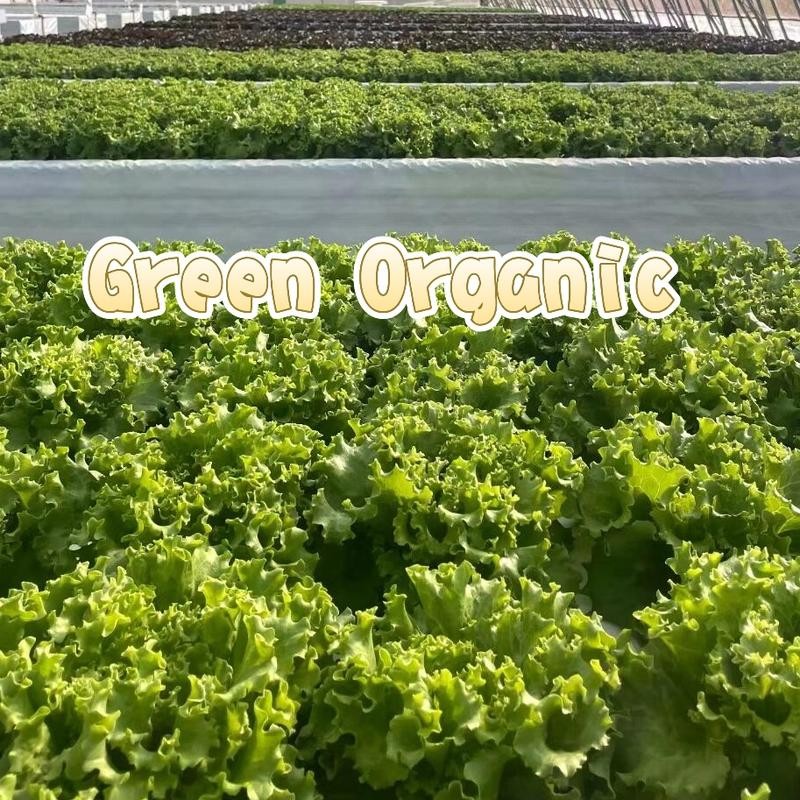 เมล็ดผักสลัด กรีนโอ๊ค เรดโอ๊ค คอส สลัดแก้ว เคล ผักชี พริก กระเพรา มะเขือเทศ แตงกวา (400เมล็ด) - รูปที่ 3