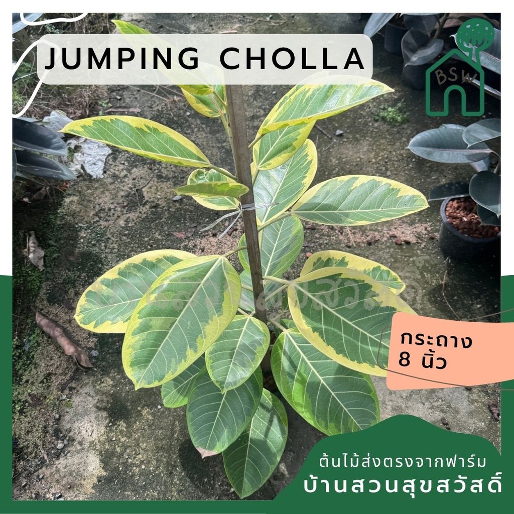 มุมมอง 2