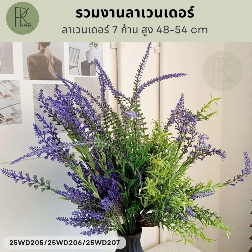 รวมงานลาเวนเดอร์ 7 ก้าน สูง 48-54 cm