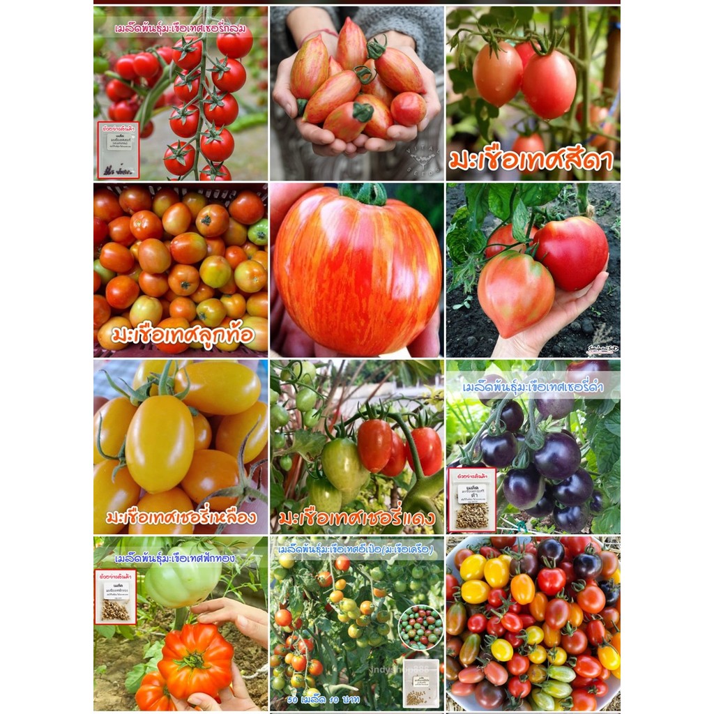 มะเขือเทศทุกสายพันธุ์ 8-50 เมล็ด 🌱 อัตรางอกดี ดูแลง่าย ไม่ยุ่งยาก (ซื้อ 10 แถม 1 คละได้)