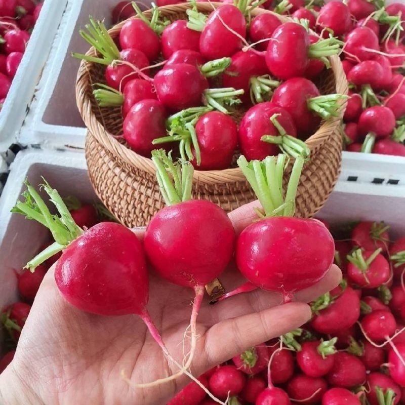 !!!! สด แรดิช หรือหัวผักกาด ผักเพื่อคนรักสุขภาพ  Radish หัวไชเท้าฝรั่ง