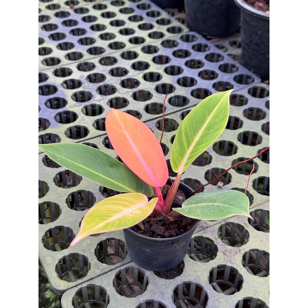 มุมมอง 5