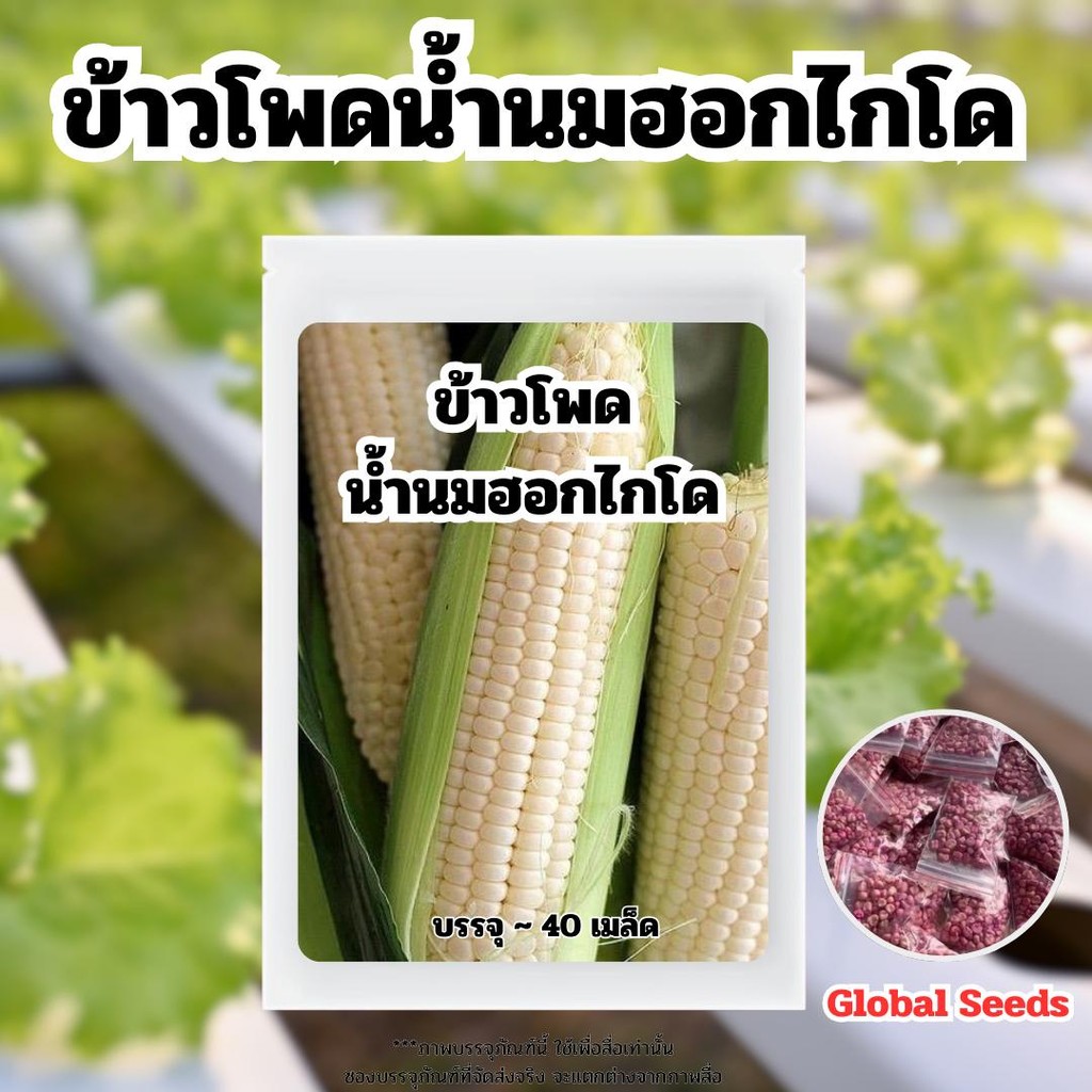เมล็ดพันธ์ุ ข้าวโพดน่ำนมฮอกไกโด ทานดิบได้ บรรจุ 40 เมล็ด