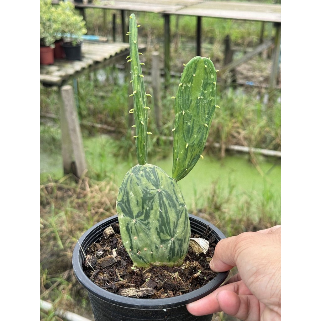 มุมมอง 4