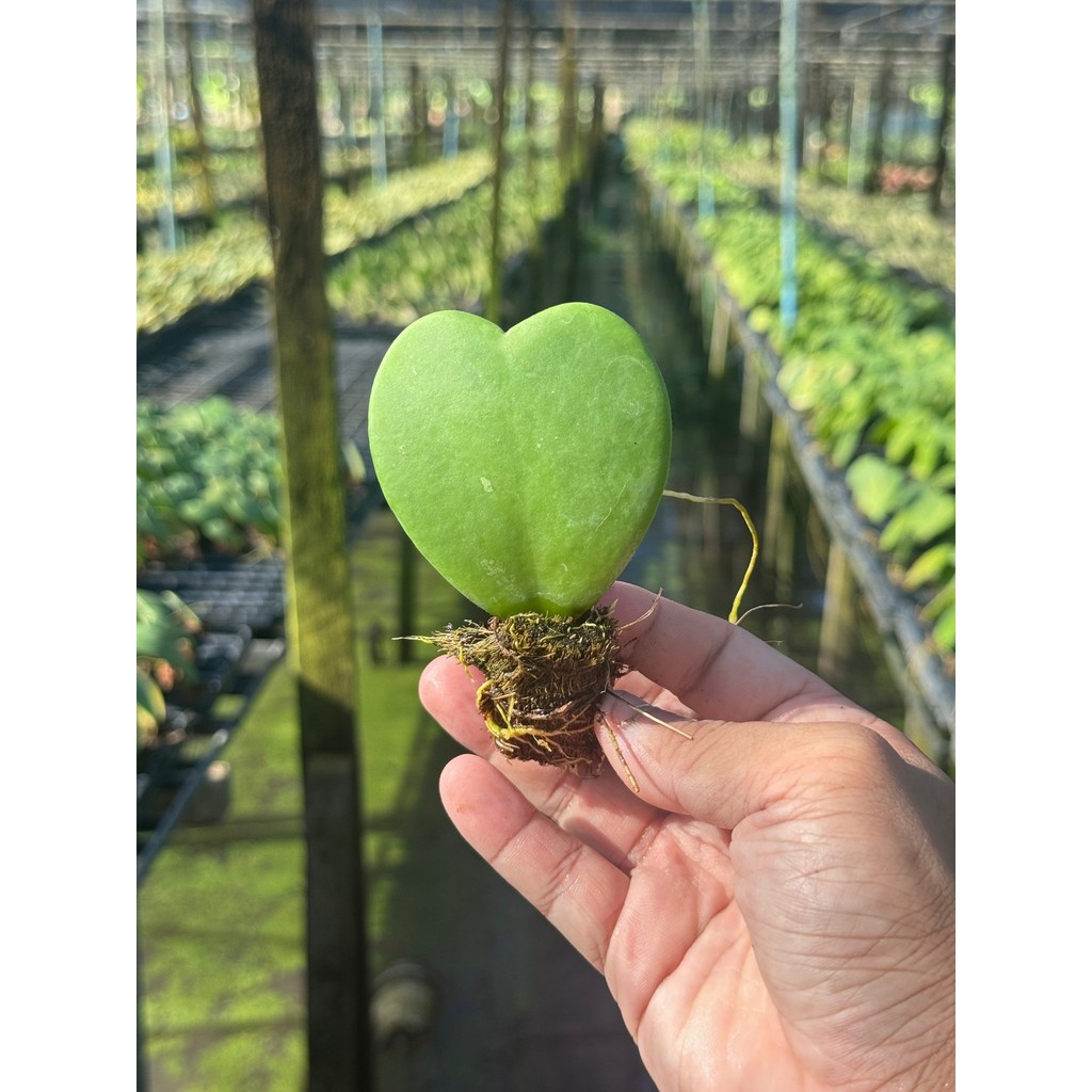 มุมมอง 5