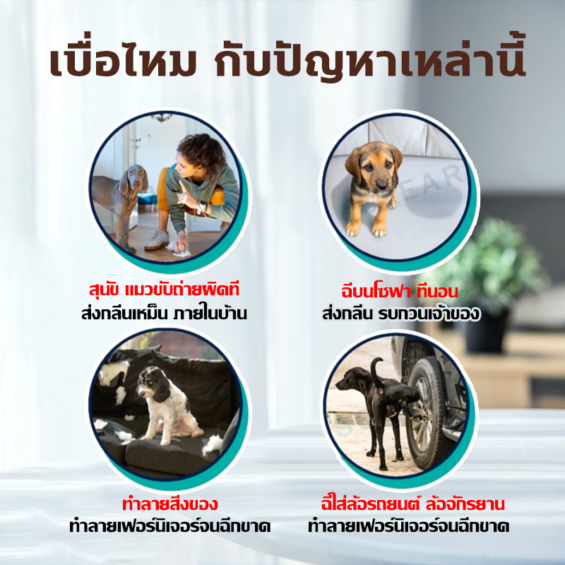 ขับถ่ายประจำที่❗❗❗ ฝึกฉี่สุนัข ฝึกแมวฉี่ ฝึกฉี่ ฝึกสุนัขฉี่ สเปรย์ฝึกสุนัขขับถ่าย  สเปรย์ฝึกการขับถ่าย ราคา ถูกที่สุด ดีลบีเคเค แกลเลอรีภาพที่ 2