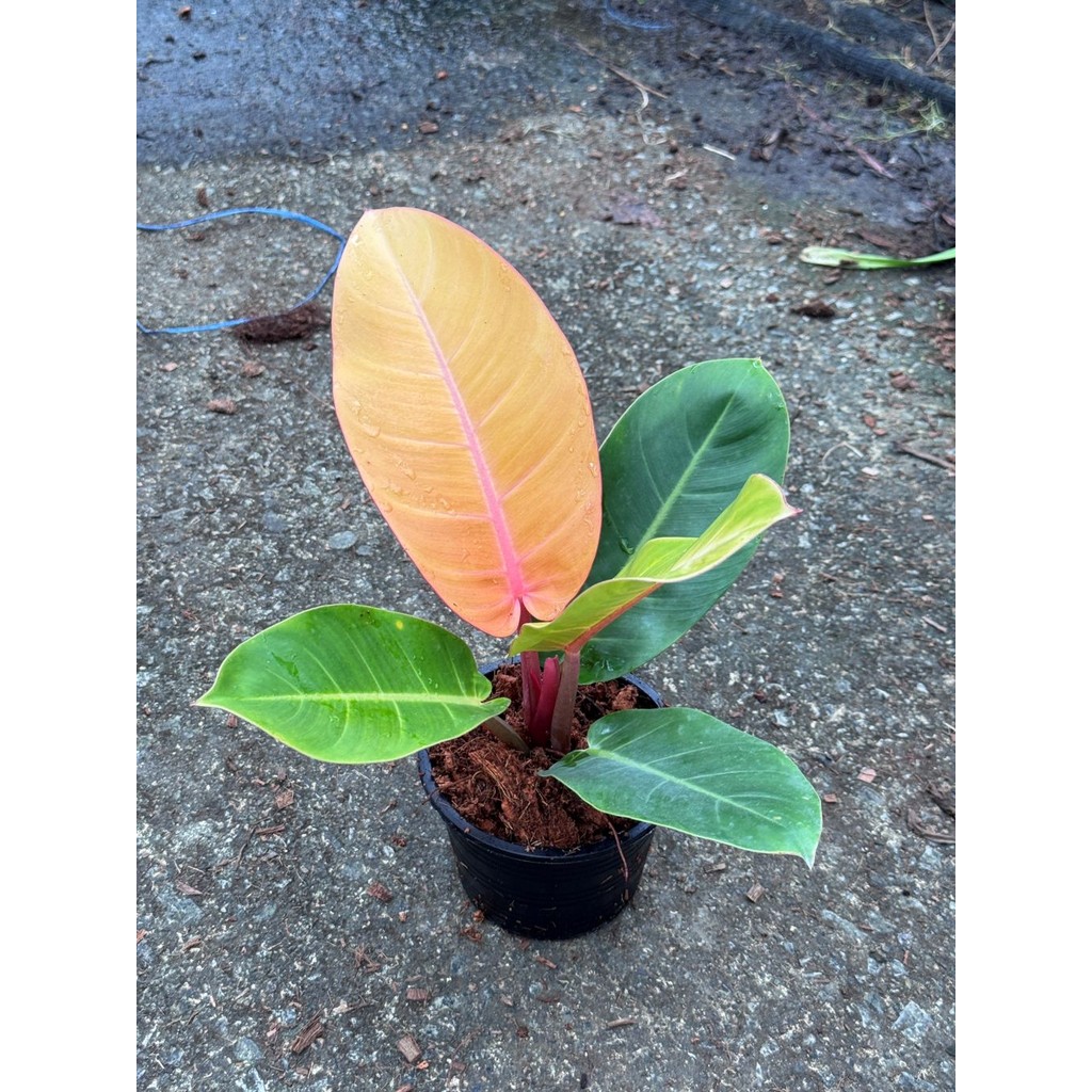 มุมมอง 7