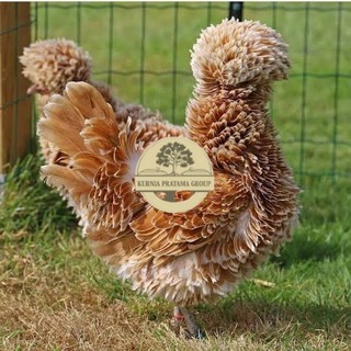 Telur ayam poland / telur ayam hias / telur fertil siap kirim KURNIA PRATAMA GROUP