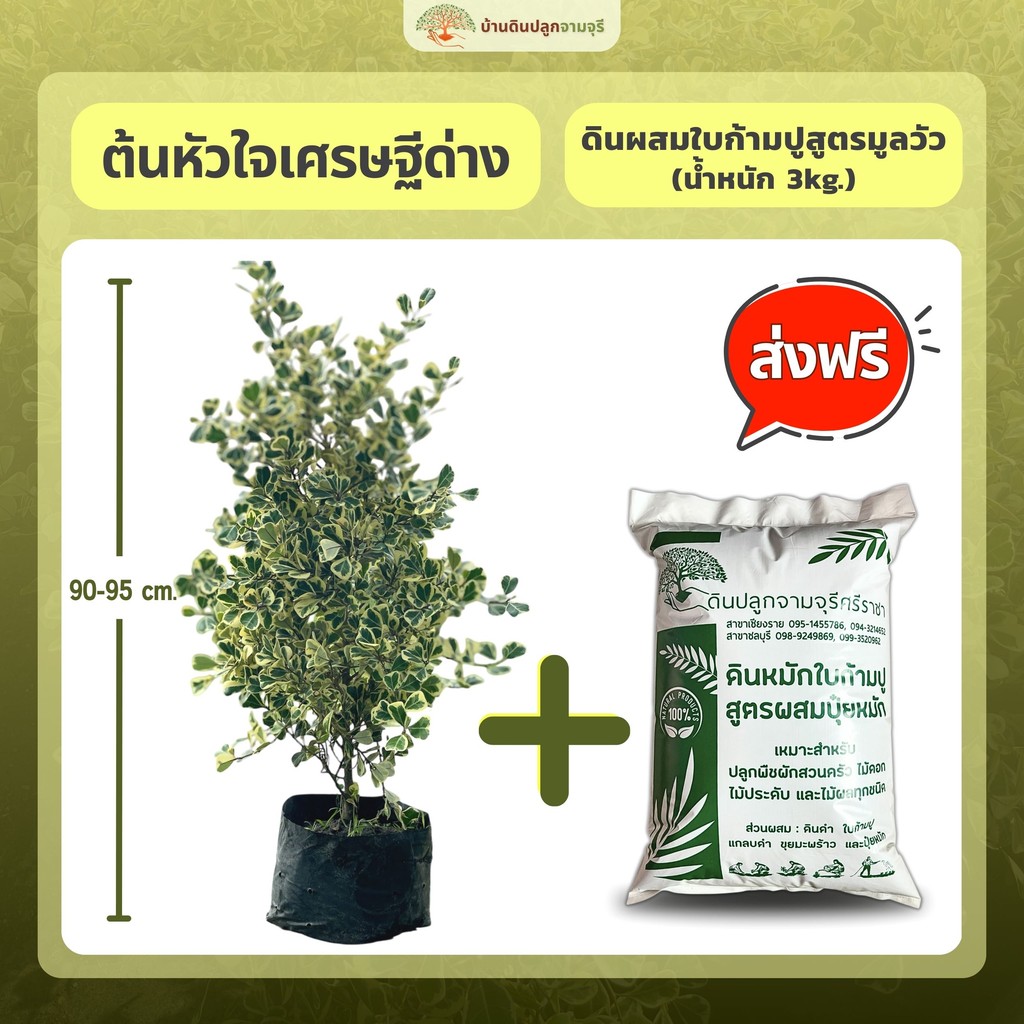 (ส่งฟรี)ต้นหัวใจเศรษฐีด่าง (ต้นสูง 90-95cm.) ปลูกประดับ ตกแต่งทำแนวรั้ว ใช้เวลาจัดส่ง 5-7 วัน