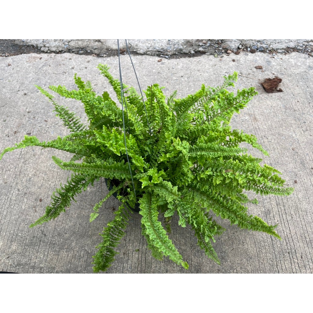 มุมมอง 2