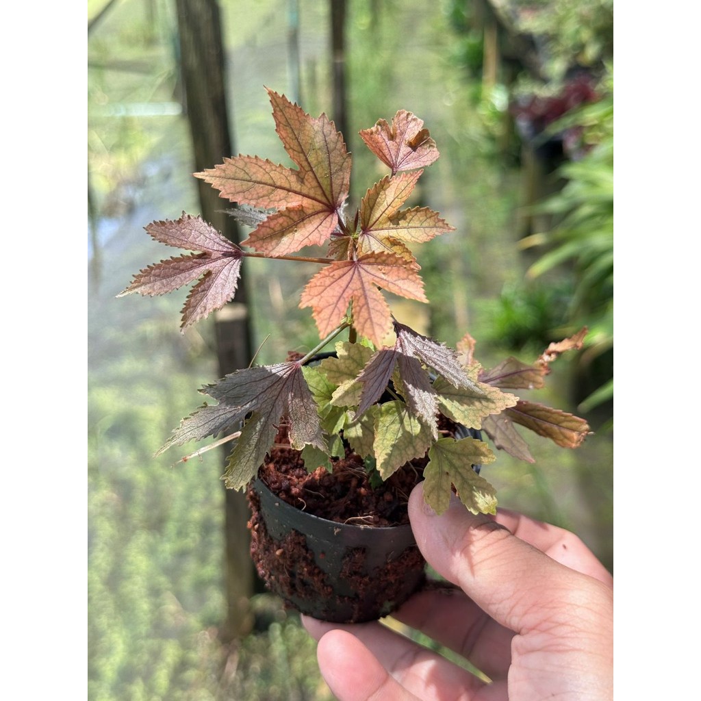 มุมมอง 2