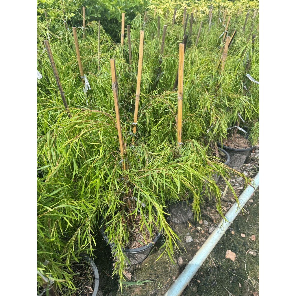 มุมมอง 3