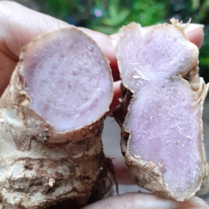 AZ กําไลสีดํา/พันเกลอ/เปียสด 250 กรัม KC